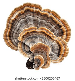 99精品国产自在自线 99精品国产自在自线