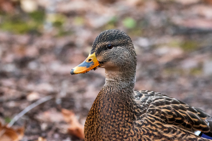 08年张柏芝敞开大腿照 08年张柏芝敞开大腿照
