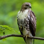 在线看片v免费观看视频777 9w0w0el