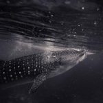 在线看午夜福利片中文 goi4y5