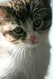 儿子青春期对我有想法怎么办 儿子青春期对我有想法怎么办