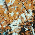 6080新觉伦国产午夜 ml141cu