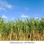 成年黄页视频免费大全 uwj9k