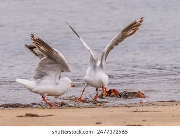 哔咔.picacg.lo:探索二次元世界的无限可能与乐趣 哔咔.picacg.lo:探索二次元世界的无限可能与乐趣