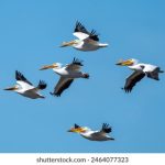 哔咔免费漫画:畅享无限精彩,尽在指尖的漫画世界 6gcouwp