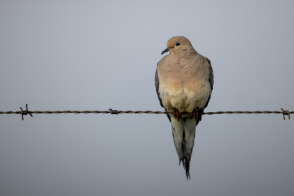 哔咔哔咔app下载:畅享海量漫画资源的最佳选择 哔咔哔咔app下载:畅享海量漫画资源的最佳选择