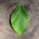 小鴨影音線上免費看:享受無廣告高清影片的最佳選擇 m4y0xil