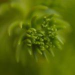 探索大米星球Dami8:开启你的米饭新世界 96zsy