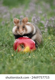 探索NT动漫1:精彩剧情与角色深度解析 探索NT动漫1:精彩剧情与角色深度解析