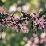 探索亚洲成av人片在www色猫咪平台的魅力与特色 9bbw91j