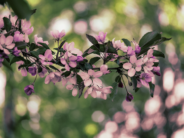 探索亚洲成av人片在www色猫咪平台的魅力与特色 探索亚洲成av人片在www色猫咪平台的魅力与特色
