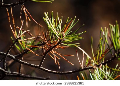 探索暗黑红色在《暗黑破坏神》中的神秘魅力 探索暗黑红色在《暗黑破坏神》中的神秘魅力