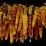 探索皮皮虾官网网页版:全新体验与丰富功能 lk6d1