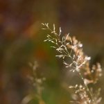 探索叉子与油腻美食的完美结合 pqdj1zmkar