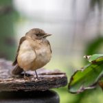 探索CCGG41:揭示其在科技领域的潜在应用与影响 z09tvp9y